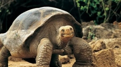 Ce animale pot face cele mai lungi fără alimente?